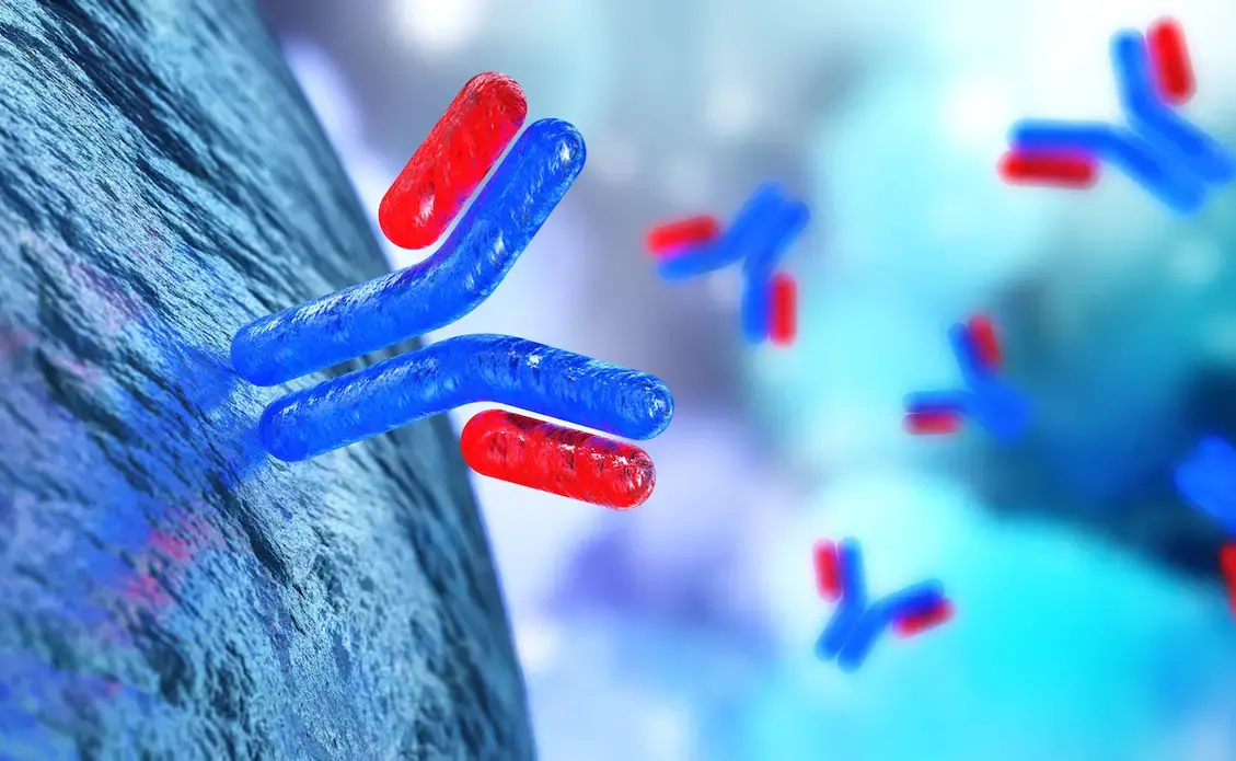 Companies are developing COVID-19 treatments using monoclonal antibodies, Y-shaped immune proteins that target the pandemic coronavirus. Image by ustas7777777 / Shutterstock.