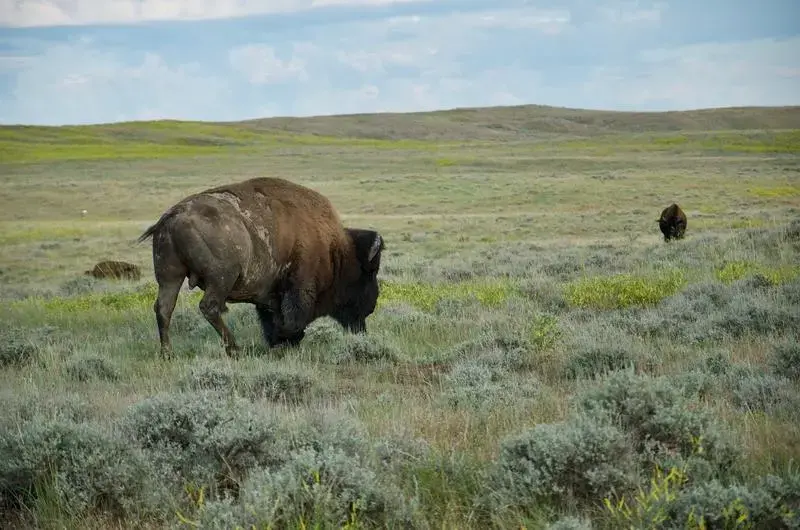 A herd of bison roam on lands owned by the American Prairie Reserve, a sprawling wildlife reserve in northeastern Montana. Image by Nate Hegyi. United States, 2019.