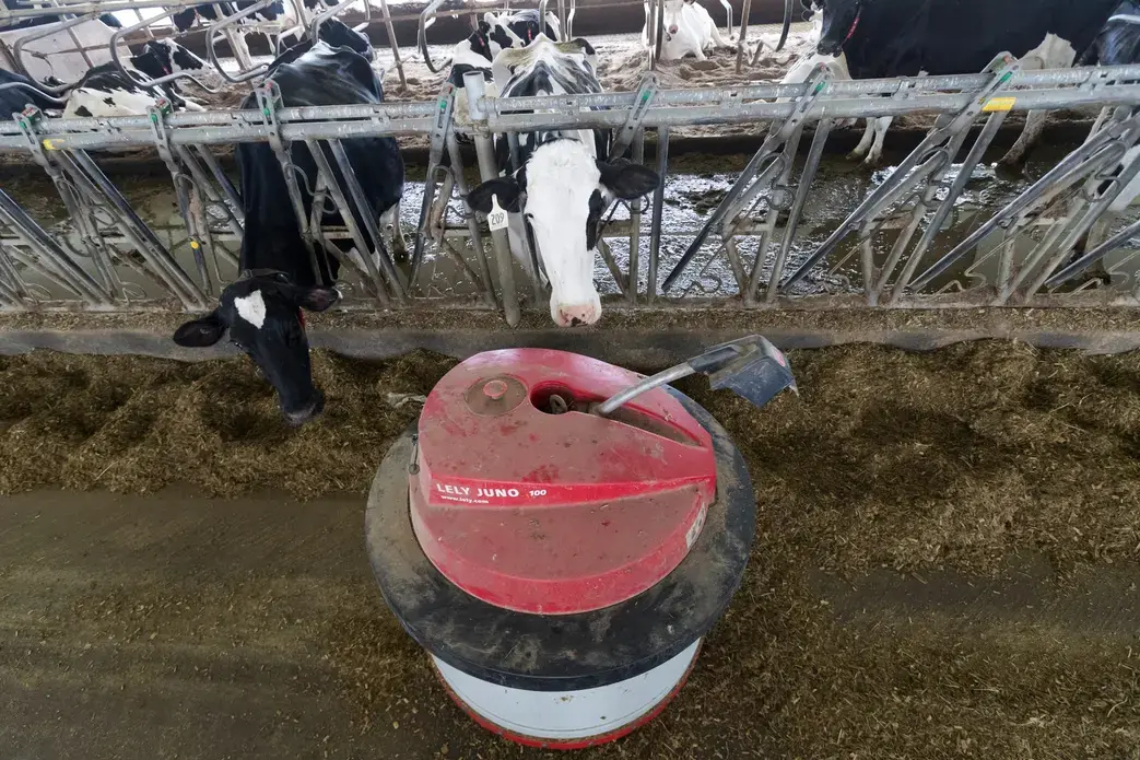 A machine moves feed within reach of cows at a highly automated farm in Ontario. Image by Mark Hoffman. Canada, 2019.