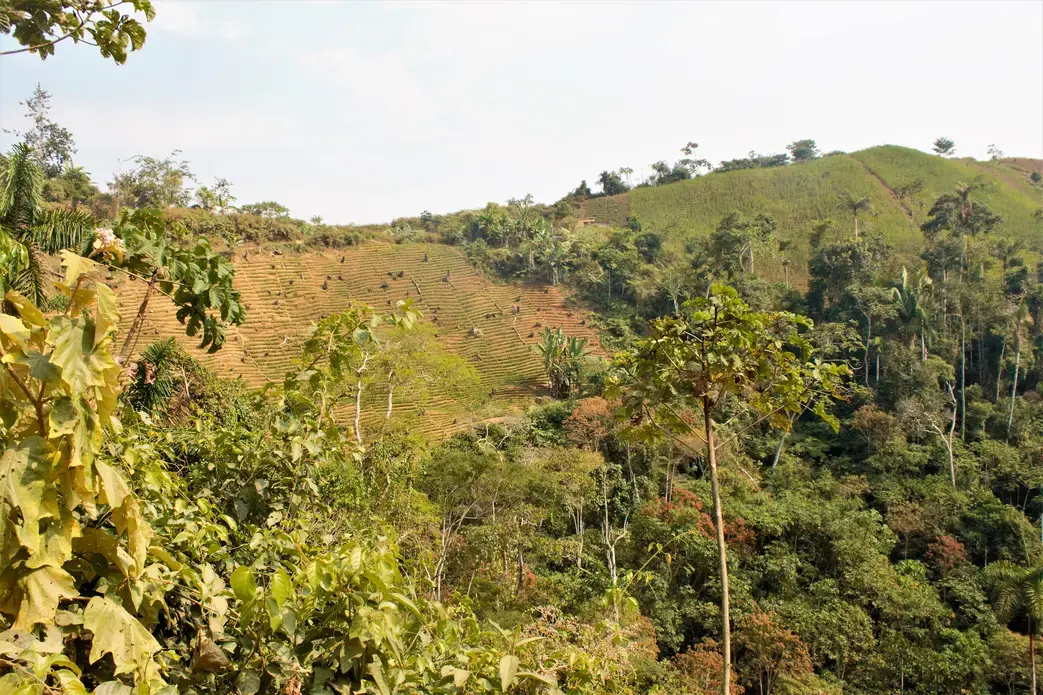 Coca crops in La Asunta, Bolivia. Image by Alice Campaignolle. Bolivia, 2019.