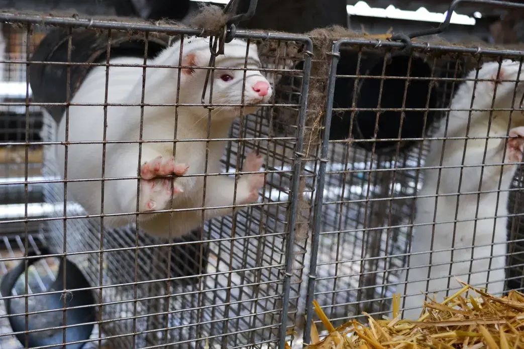 Farmed American mink. Image by Lynsey Grosfield / Shutterstock. Undated.