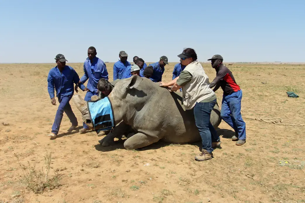 Workers at John Hume's rhino ranch prepare to remove the horn of a rhino. Image by Rachel Nuwer. South Africa, 2016.