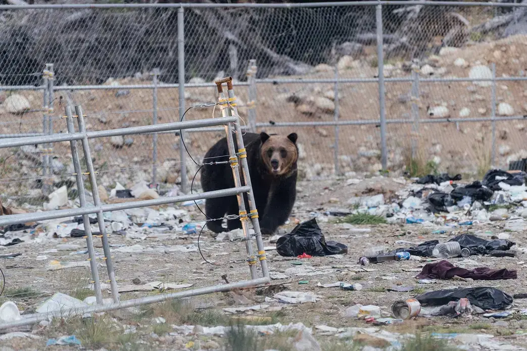Image by Jimmy Thomson. Canada, 2020.