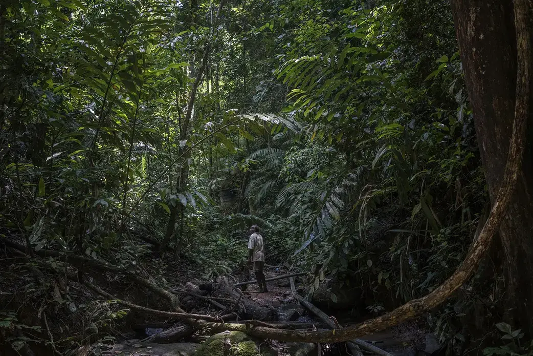 Johan Tahun pauses to search the canopy as he follows a plastic water pipe up the Tonduk River to the water source for the Batek. Although all the surrounding forest has been logged, this narrow corridor was left untouched by loggers. The problem is that a manganese mine opened in 2016 at the top of this watershed. The Batek believe that when it rains heavily, which is common in this rainforest, toxic waste from the mine wash into this ravine and contaminate their water—and they believe that mine…