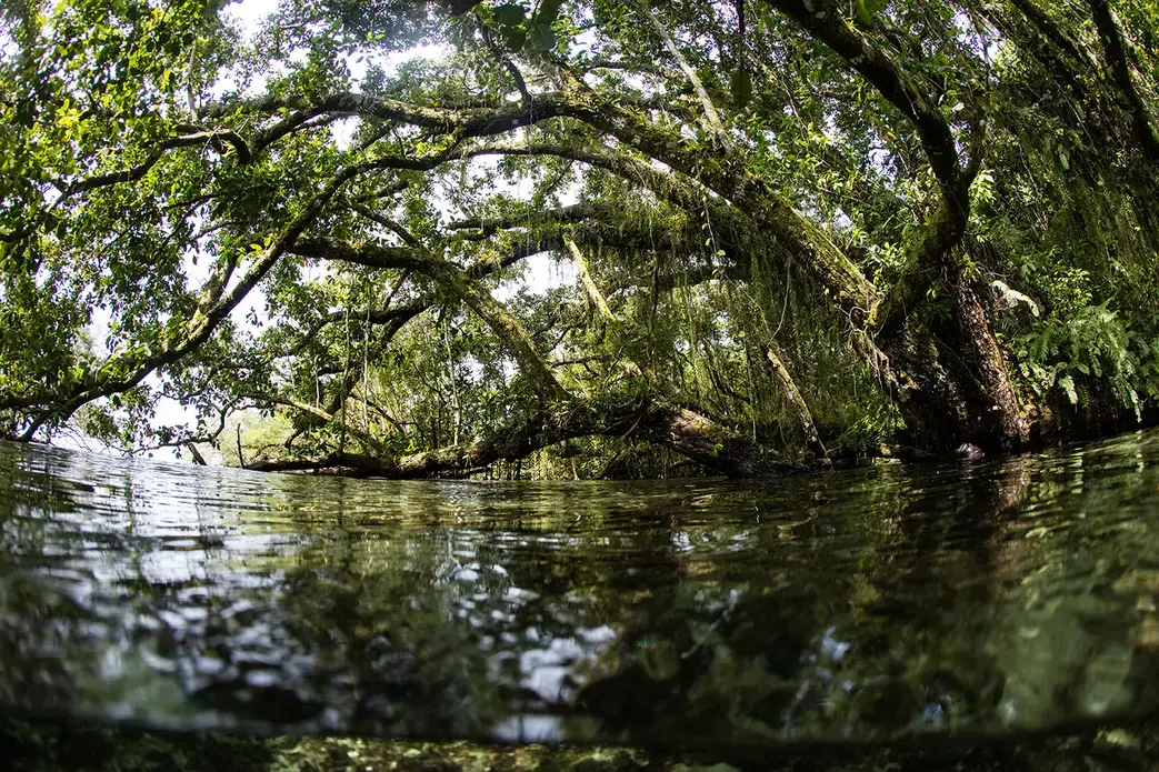 A lush rainforest on a remote island in the Solomon Islands overhangs coastal water. Image by Ethan Daniels / Shutterstock. Solomon Islands, 2019. 