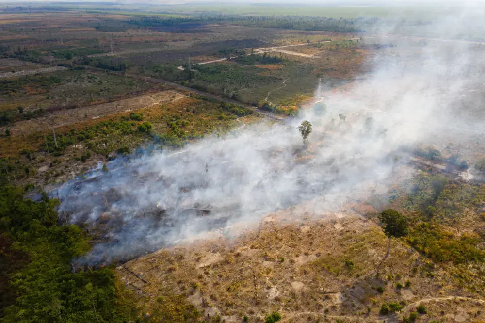 A burning field in the Beng Per Wildlife Sanctuary, in northern Cambodia. Beng Per is a sanctuary in name only as most of the land has been sold by the government for agricultural concessions and rubber plantations. Image by Sean Gallagher. Cambodia, 2020.
