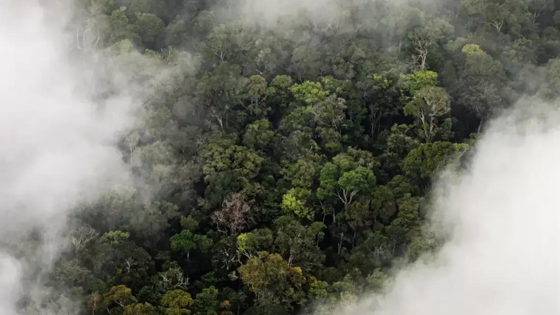 Amazon rainforest as seen from above. Image by Vox. Brazil, 2019. Amazon rainforest as seen from above. Image by Vox. Brazil, 2019.