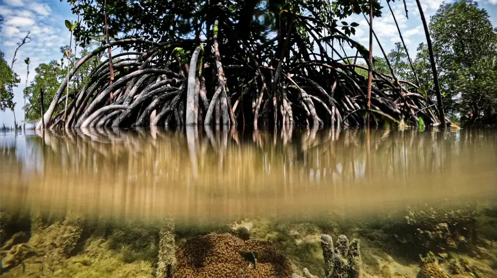 In a climate emergency, mangrove trees are truly extraordinary: Their ability to store carbon, under the right conditions, is unmatched by any other tree on Earth. Image by Ardiles Rante. Indonesia, 2019.