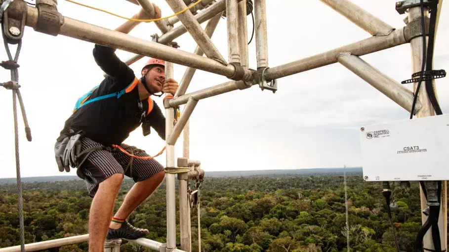 Supertrees: Meet the Amazonian Giant That Helps the Rainforest Make Its Own  Rain | Rainforest Journalism Fund