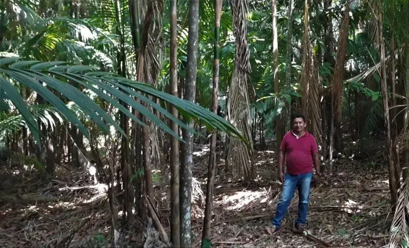 “Muita gente se estruturou por causa do Bolsa Verde”, conta Ladilson Amaral, morador do assentamento Eixo Forte em Santarém, em meio aos pés de açaí. Imagem de Maurício Angelo. Brasil, 2019.