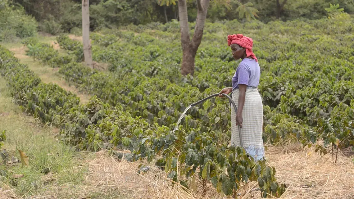 Irrigation helps some farmers cope, but in the long term will not save them.