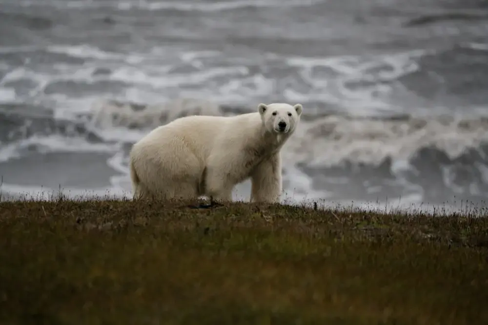 One of Kaktovik's many polar bears. Tim Kamaka. Image by Nick Mott. United States, 2019.