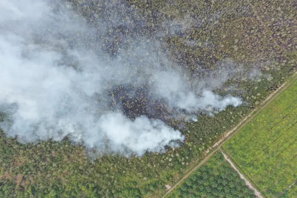 Forest and peat fires typically take place in Sumatra and Borneo, and are often linked to slash-and-burn practices to clear areas for palm cultivation and illegal logging. Image by daus85 / Shutterstock. Indonesia, undated. Forest and peat fires typically take place in Sumatra and Borneo, and are often linked to slash-and-burn practices to clear areas for palm cultivation and illegal logging. Image by daus85 / Shutterstock. Indonesia, undated.