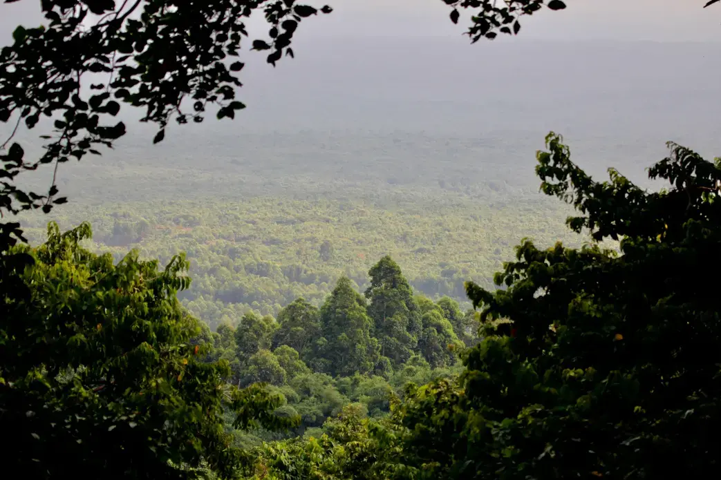 shutterstock_593266352.jpg A view of the rainforest in the DRC. Image by Kiki Dohmeier / Shutterstock. Democratic Republic of the Congo, undated.