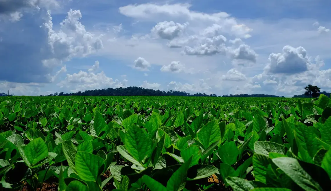 Plantaciones de soja en un campo a las afueras de Sinop donde, al fondo, se otea el remanente de selva amazónica. Foto por Melissa Chan. Brasil, 2019. Plantaciones de soja en un campo a las afueras de Sinop donde, al fondo, se otea el remanente de selva amazónica. Foto por Melissa Chan. Brasil, 2019.