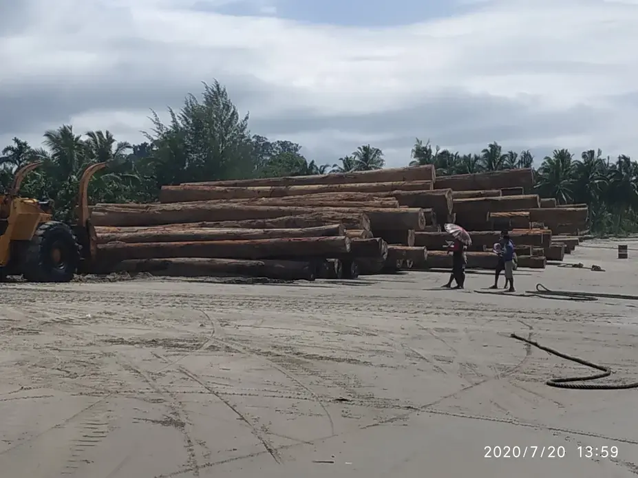 The loading activity of HPH logs from one of the companies on Tinitit Beach, Siberut Island, Mentawai Islands, West Sumatra last July. Image by Febrianti. Indonesia, 2020. The loading activity of HPH logs from one of the companies on Tinitit Beach, Siberut Island, Mentawai Islands, West Sumatra last July. Image by Febrianti. Indonesia, 2020.
