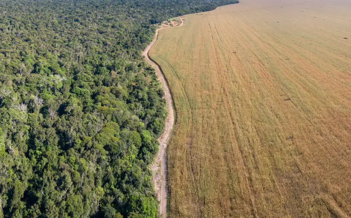 rainforest brasil.png Aerial view of Xingu Indigenous Park territory and soybean farms in Mato Grosso. Aerial view of Xingu Indigenous Park territory and soybean farms in Mato Grosso. Image courtesy of Shutterstock. Brazil, date unknown.