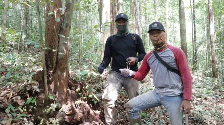 Durian-kura-kura-1-780x438.jpg Durian kura-kura (Durio testudinarius) adalah salah satu tumbuhan yang ada di kawasan KHDTK. Tumbuhan jenis ini masuk dalam kategori Vulnerable (VU) atau empat langkah menuju kepunahan.