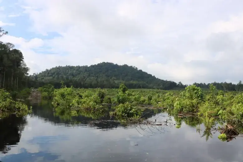 F-BOKS-6-780x520.jpg Hutan Pendidikan Universitas Tanjungpura memiliki tutupan hutan seluas 15.000 hektar, terdiri dari hutan lahan kering sekunder dan hutan rawa sekunder.