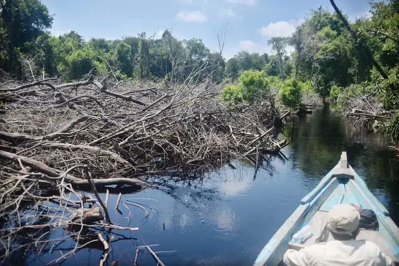 F-BOKS-s-780x520.jpg Kebakaran hutan dan lahan di kawasan hutan dengan tujuan khusus (KHDTK) Untan meninggalkan sisa. Pepohonan di kawasan hutan mengering dan mati.