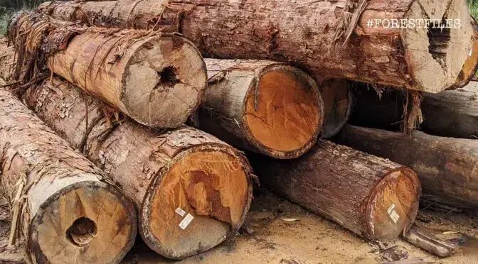 Logs, like these harvested from a permanent reserve forest in Johor, are an important source of revenue for many state governments. Image by YH Law. Malaysia, 2020. Logs, like these harvested from a permanent reserve forest in Johor, are an important source of revenue for many state governments. Image by YH Law. Malaysia, 2020.