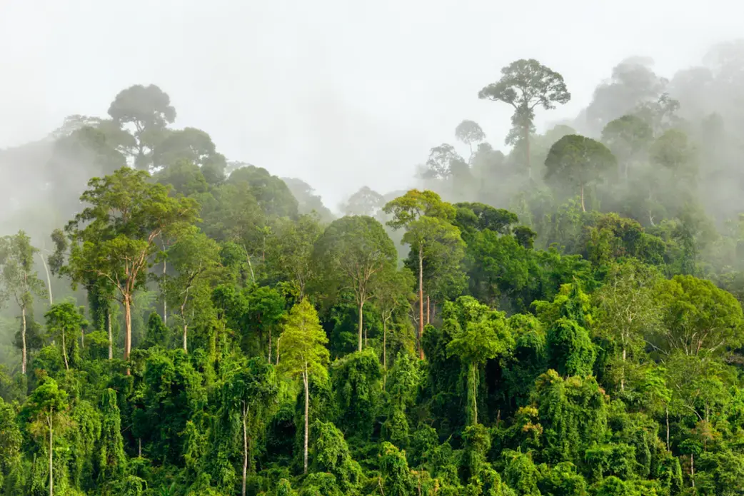 Treetops of dense tropical rainforest with morning fog located near the Malaysia-Kalimantan Border. Image by Shutterstock. Malaysia, date unknown. Treetops of dense tropical rainforest with morning fog located near the Malaysia-Kalimantan Border. Image by Shutterstock. Malaysia, date unknown.