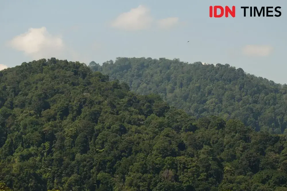 Most of the Petungkriyono forest area is natural protected forest. The forest ecology is still maintained as the threat from illegal hunting and logging increasing. Photo by Dhana Kencana. Indonesia, 2020. A view of mountains in the Petungkriyono forest area, Indonesia.