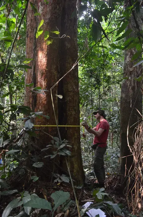 wannes_hubau2_lower_res.jpg Wannes Hubau, a forest ecologist at the African Museum in Brussels, measures one of massive trees in a research plot at the Yangambi Research Station on the Congo River in the Democratic Republic of the Congo. He's using a foresters tape measure that converts the tree's circumference into the diameter, the figure he records on his data sheet.