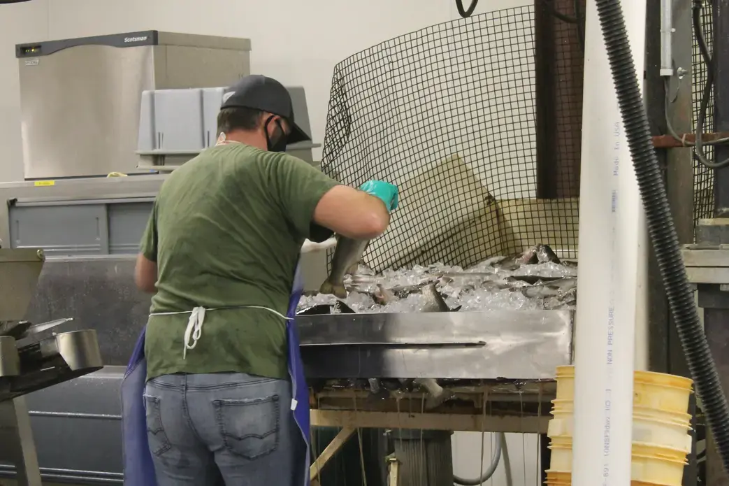 An employee processes rainbow trout at Sunburst Trout Farms. Image by Emma Johnson. United States, 2020.