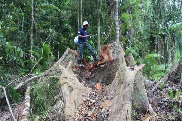 An investigator with the Environment and Forestry Ministry's law enforcement division stands on a cut-down tree at a forest in Sabuai village, Eastern Seram regency, Maluku.