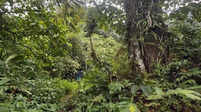 Tasuri, an environmental activist in Petungkriyono, is committed to protecting the forest by utilizing existing coffee plants without clearing new land that can destroy forests and endanger animal habitats. Image by Siti Masudah Isnawati. Tasuri, an environmental activist, walking through a dense forest.
