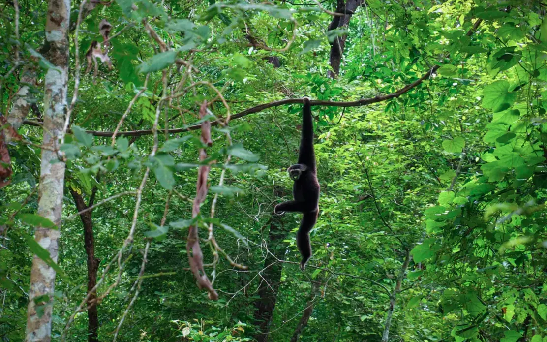 The Crowned Rhinoceros is an endangered species in Cambodia. Image by Joe Patchett. A crowned rhinoceros monkey hanging from a tree branch in the forest.