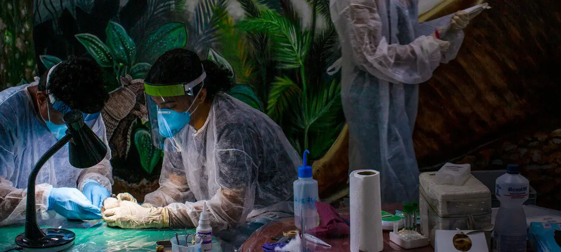Two people in PPE stand around a table and collect samples from pied tamarin monkey. Another person in PPE stands in the background.