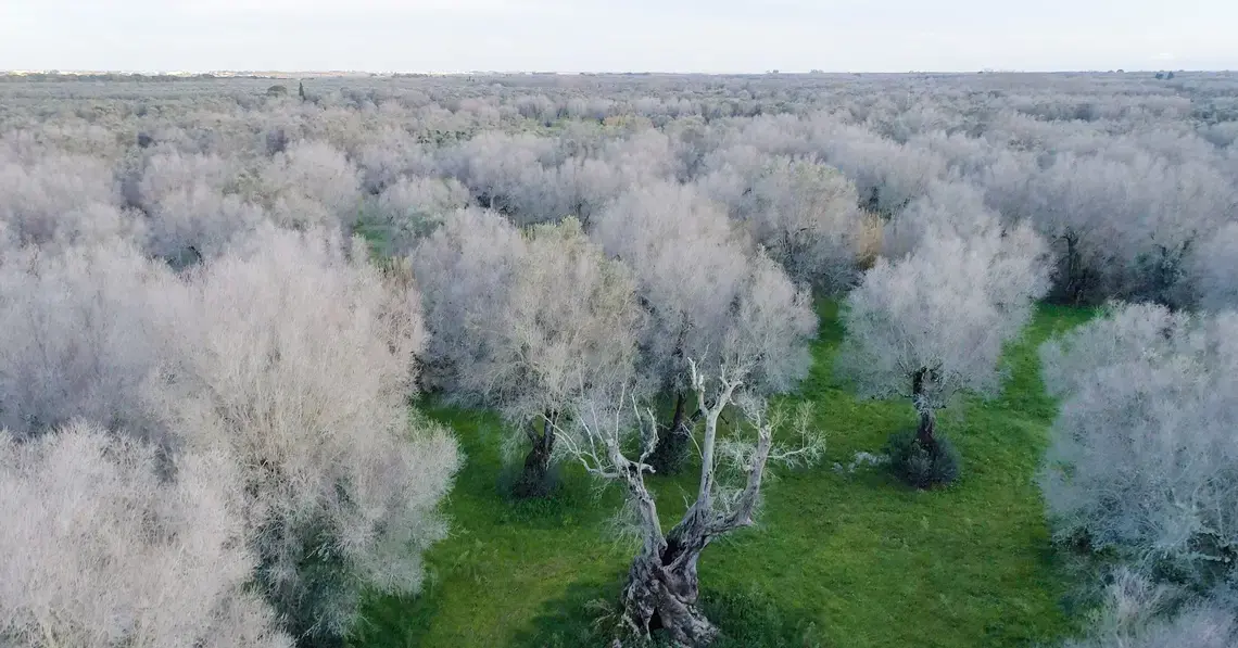 A field of dead olive trees, all many hundreds of years old, in Scorrano, Italy. By Stefano Petroni