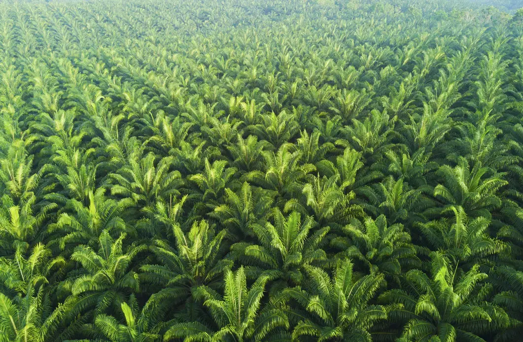 Aerial view of the green trees of a palm plantation.