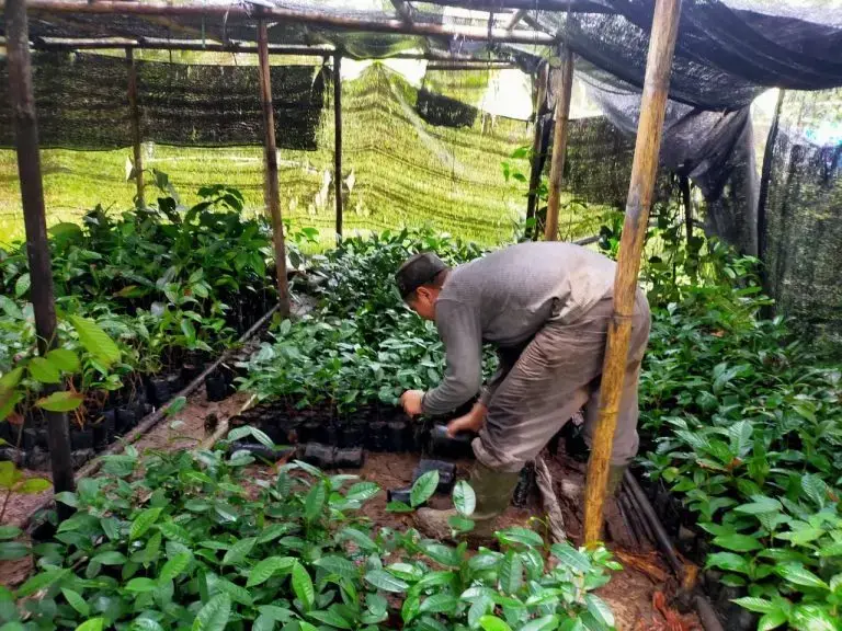 reboisasi.jpeg.jpg Indonesian farmer bends down to plant crops in a garden.