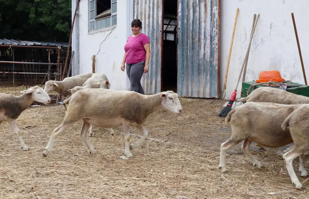 woman herds her goats