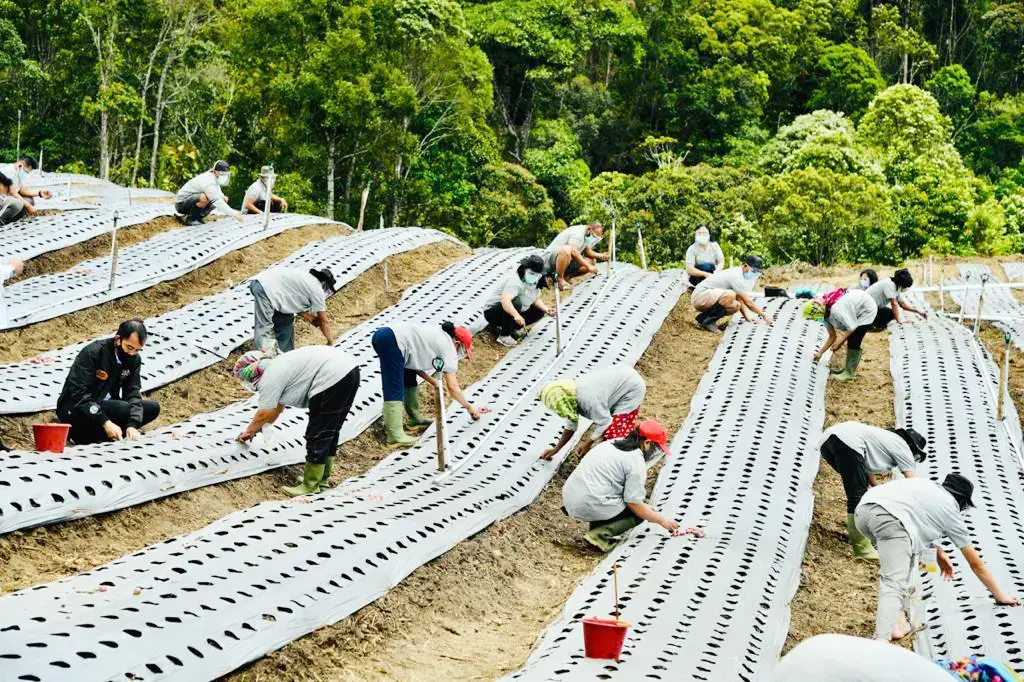Laborers crouch down in the sand between rows of plastic-covered commodities, working on the development of a food estate area in Ria-Ria village, Humbang Hasundutan, North Sumatra, October 2020.