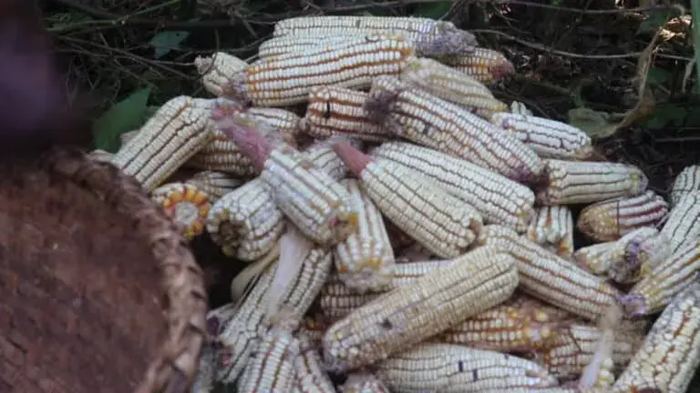 Mais020-768x432.jpg A stack of ears of corn