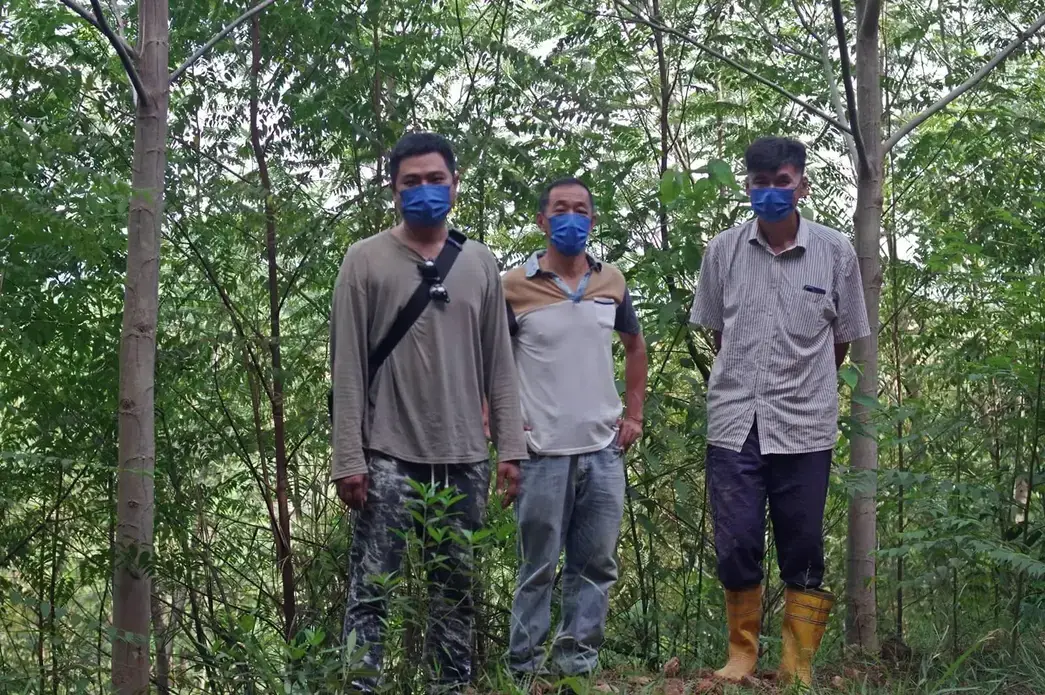 Three loggers stand in a tree plantation