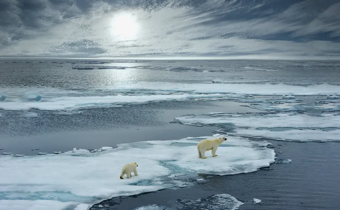 polar bears on an ice floe