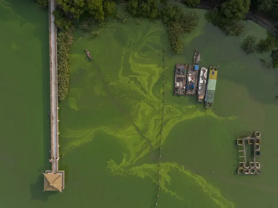 Thirty years ago, the waters of Lake Tai, China’s third-largest lake, were clear of algae. But the lake is surrounded by several high-density cities, including Shanghai, Suzhou and Changzhou, metropolitan areas that have grown rapidly in the past few decades. Rampant sewer dumping and livestock drainage, combined with shifting agricultural practices, allowed the algae blooms to flourish, and now human mismanagement and global warming have entrenched them. ‘‘They love warm, stagnant, nutrient-rich…