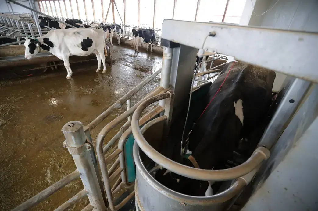 Cows are trained to stand inside a robotic milker, which handles cleaning, milking and record-keeping. Image by Mark Hoffman. Canada, 2019.