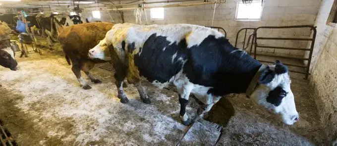 Cows leave the barn after being milked on Sue and Chuck Spaulding's farm. Image by Mark Hoffman/The Milwaukee Journal Sentinel. USA, 2019.