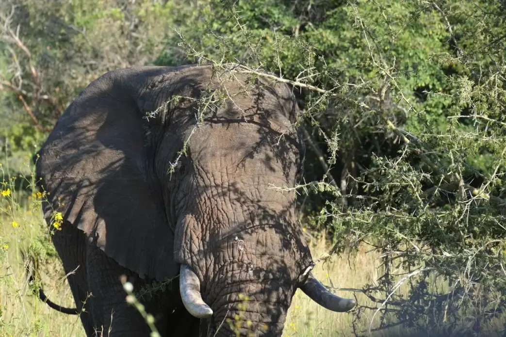Elephants were reintroduced in 1975, and the current population continues to grow. Image by Elham Shabahat. Rwanda, 2017. 
