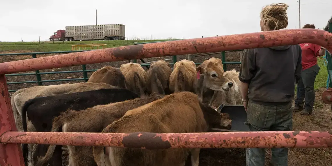 Emily Harris takes a final look as a truck departs with most of her herd. Image by Mark Hoffman. United States, 2019.