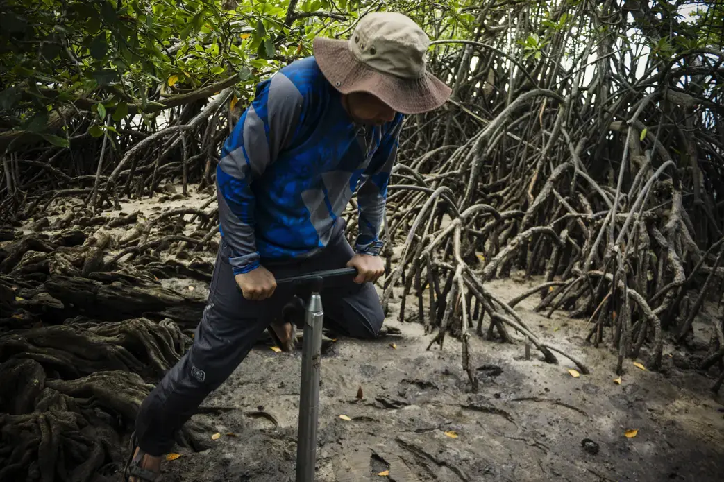 Adi pushes a sediment coring device into the mud to collect a sample to measure the carbon underground. Image by Ardiles Rante. Indonesia, 2019.