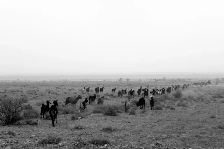Salty wind proves dangerous for livestock. Image by Ako Salemi. Iran, 2016.