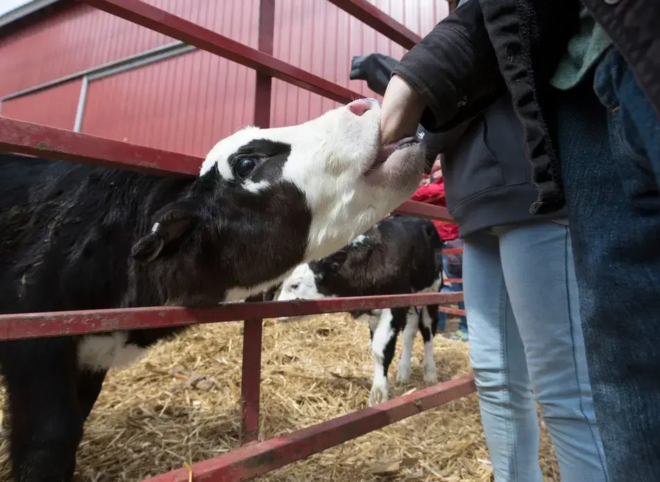 A calf sucks on child's hand while being auctioned. Image by Mark Hoffman. United States, 2019.