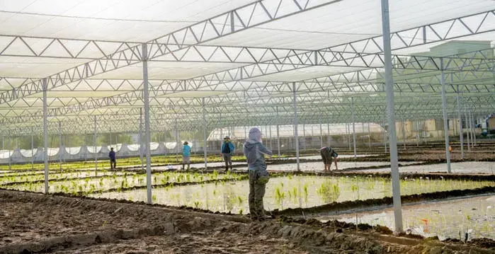 Gao Caixia’s team grows CRISPR-modified rice strains in experimental paddies near its lab. Image by Stefen Chow. China, 2019.
